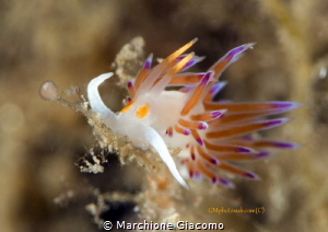 Flabellina
Noli . Italy
Nikon D800E, 105 macro , two st... by Marchione Giacomo 